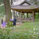 꽃소망 이미지