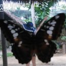 나비농장2 이미지