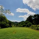 소호야생차 이미지