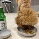 라입독 이미지