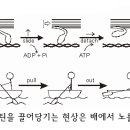 액틴 이미지