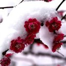 이흥우「난」 이미지