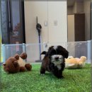 광주 강아지분양 고양이분양 어반펫 광주본점 이미지