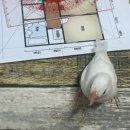 풍수명가 이미지