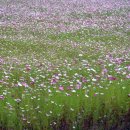낙동강체육공원 축구장 이미지