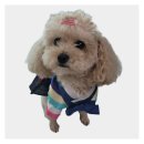 예쁘다 개 이미지