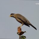 자매아구찜 네이버블로그