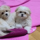 룰루랄라 이미지