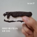 악마스낵 - 2974 | 당 27g 악마의 스낵 코코넛 바운티(BOUNTY), 4g 저당 초콜릿으로 만들기