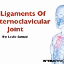 흉골-쇄골 관절 인대 (Ligaments Of The Sternoclavicular Joint) 이미지