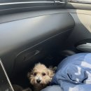 강원도 홍천 힐리언스 선마을 힐리펫 숙소 이용 후기 with 대형견 소형견 2마리