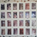 나만 없어 고양이 | 나만 없어 고양이.. 그래서 다녀왔습니다! 별내 고양이 카페 🐈
