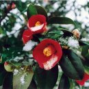 동백모텔 이미지