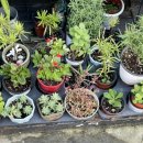 조아트 플라워 이미지