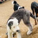 도그파우 이미지