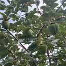 캠프 306 부대찌개 | 캠프 306 의정부 부대찌개