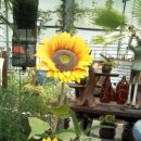 화도진주공그린빌아파트 이미지