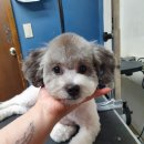 카우만 동물병원 이미지