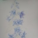 색연필로 그리는 꽃, 보태니컬 아트 이미지