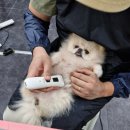 나래애견미용 | 양산애견미용학원 오늘은 귀여운 댕댕이와 실견수업 하는날~