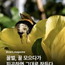 꿀 모으다가 잠든 호박벌 . JPG 이미지