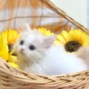 라임고양이 이미지