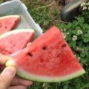 한농접목테이프 이미지