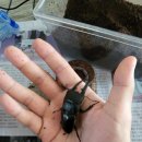 자연(애)장수 이미지