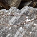 부석사삼층석탑 이미지