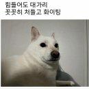 다 네이버블로그