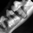 동물병원닥터스 이미지