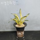 김복경 | 서울 꽃집 추천 지경꽃화원 가격 위치 이벤트