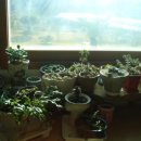 모니카 하우스 이미지