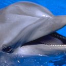 돌고래PC 이미지