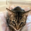 용인센트럴동물병원 이미지