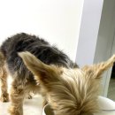 오도독캣 이미지