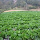 영성농장 이미지