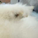 소소 | 반려견 산책 필수템 강아지진드기퇴치제 미스트 후기 소소온기