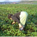 하동재첩마을 이미지