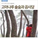 공주 지명의 연원지(淵源地) 고마나루 솔숲과 곰사당