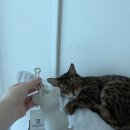 더프라임동물의료원 | 부평24시 동물병원 추천, 내돈내산 산곡나무동물의료원 찐후기 ft 고양이당뇨, 췌장염