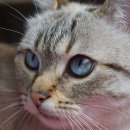 신호동물병원 이미지