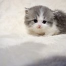 천안고양이분양 베스트캣 제나캣 천안점 이미지