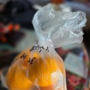 서귀포농업기술센터 | 우리향 감귤 당도측정 ㆍ 서귀포농업기술센터