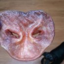 러브앤펫 이미지