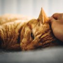 고양이 별 이미지