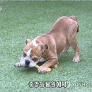 애완동물원 이미지