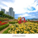 형산강 장미원 이미지