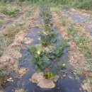 임피농장 이미지