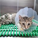 멍멍냐옹동물병원 이미지